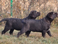 Black puppies